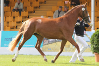 StPrSt. CASHMERE TOUCH v. Carrico / Duros (Diane Burmeister, Wardenburg).
